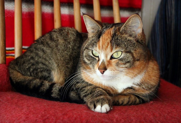 Calico cat lying on a red chair