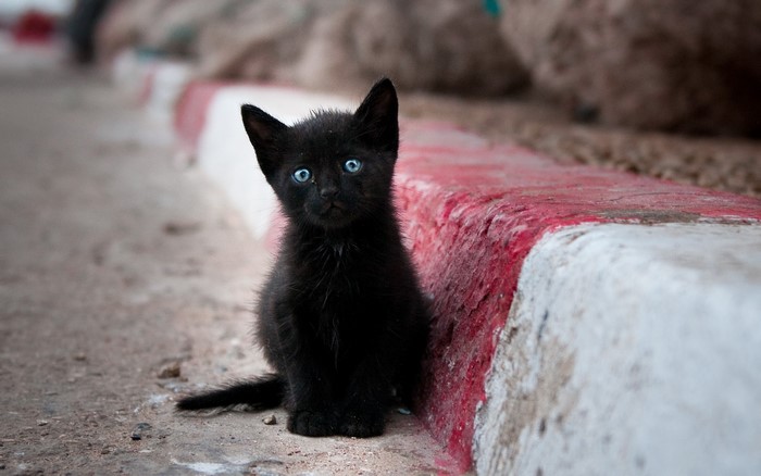 Black kitten with blue eyes sitting on the ground