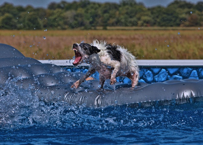 Dog on an inflatable in a swimming pool