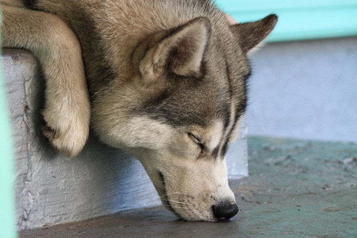 Husky dog sleeping on a step