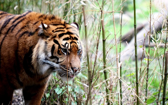 Tiger walking through bamboo stalks