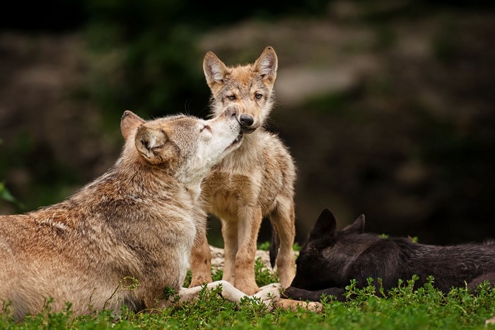 Three wolves interacting in a grassy area