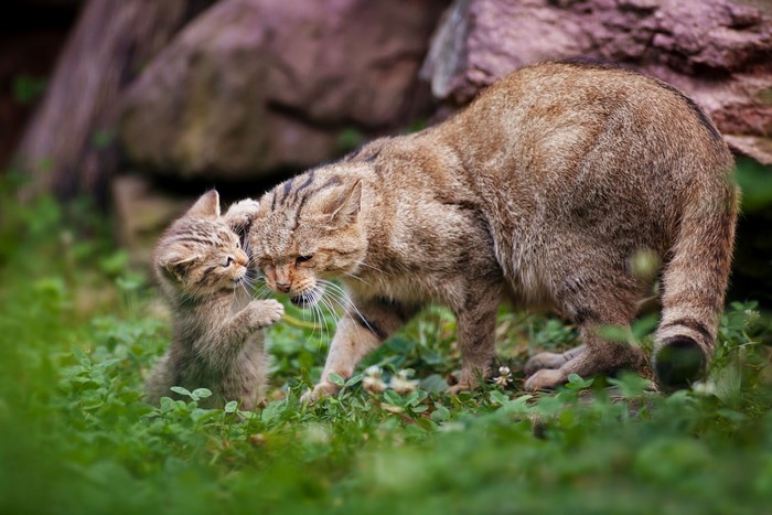 Mother and kitten wildcats in grass