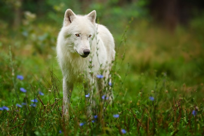 White wolf standing in a field of flowers