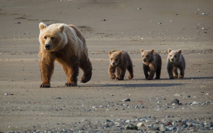 Brown bear with three cubs on a sandy beach