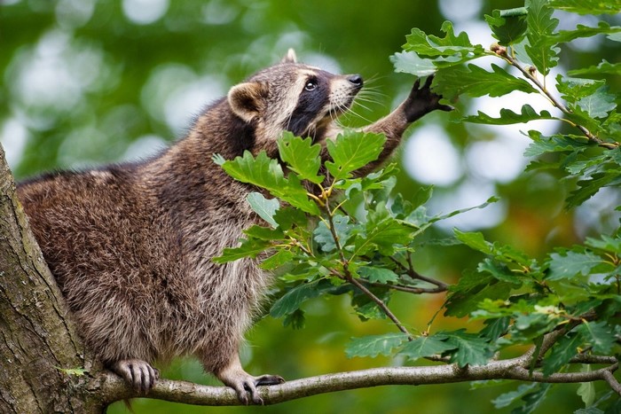 Raccoon sitting on a tree branch