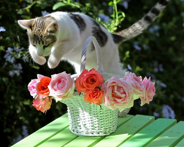 Cat jumping over a basket of roses