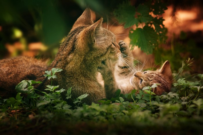 Two kittens playing in the grass