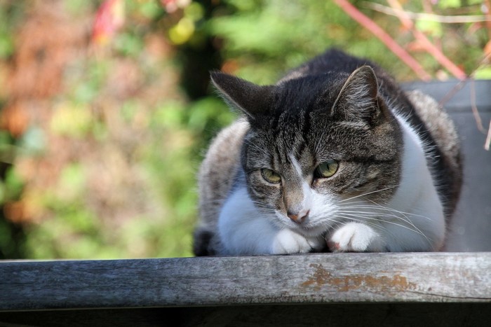 Tabby and white cat resting on a wooden surface
