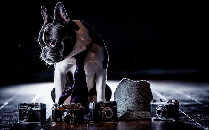Boston Terrier Dog with Tie and Cameras