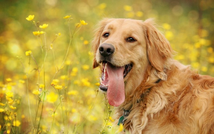 Golden Retriever dog in a field of yellow flowers