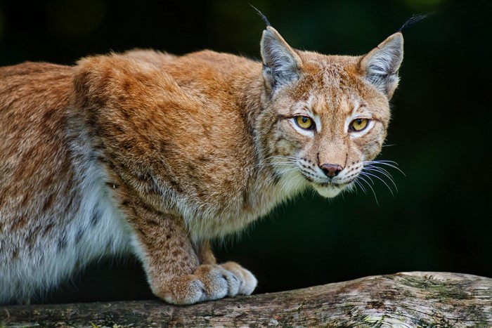 Lynx resting on a log