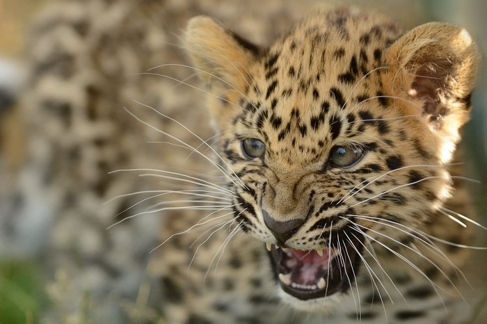 Leopard cub snarling with mouth open