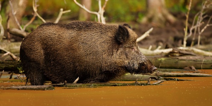Wild boar standing in muddy water