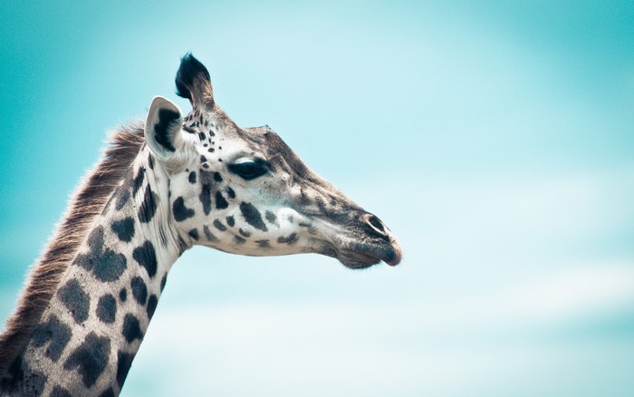 Close-up of a Giraffe's Head and Neck