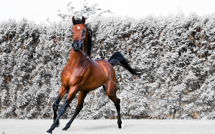 Brown horse with black mane and tail running