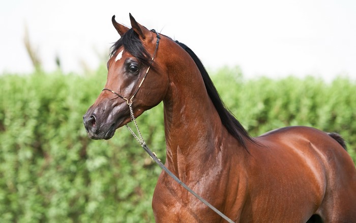 Brown Arabian Horse with Halter