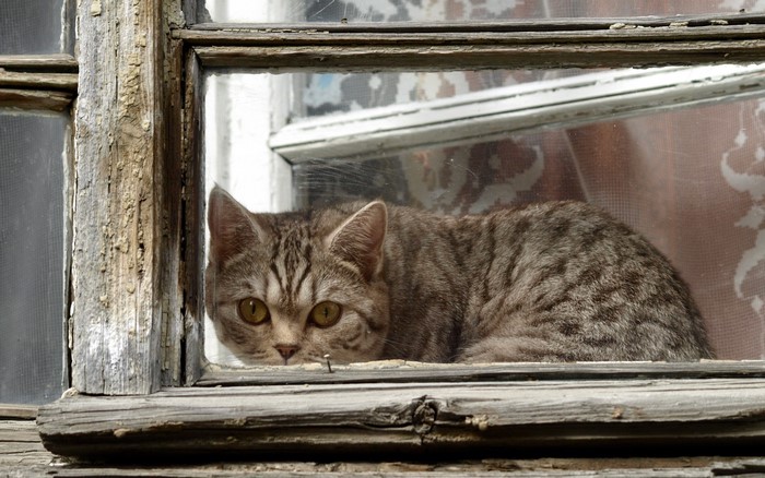 A tabby cat peeks through a weathered window
