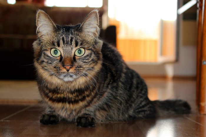 Tabby cat with green eyes sitting on floor