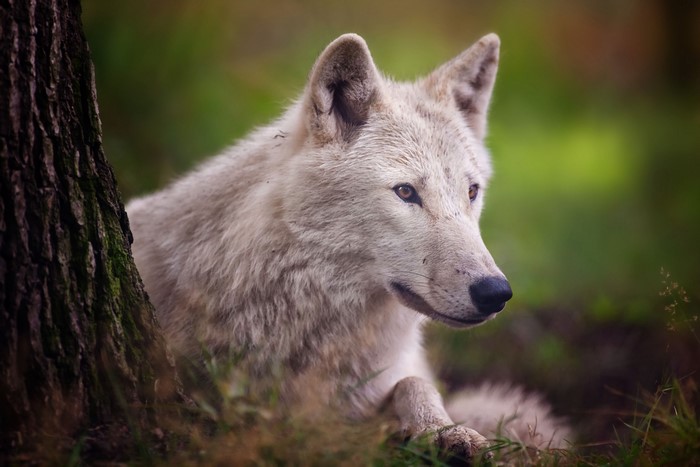 White wolf resting by a tree
