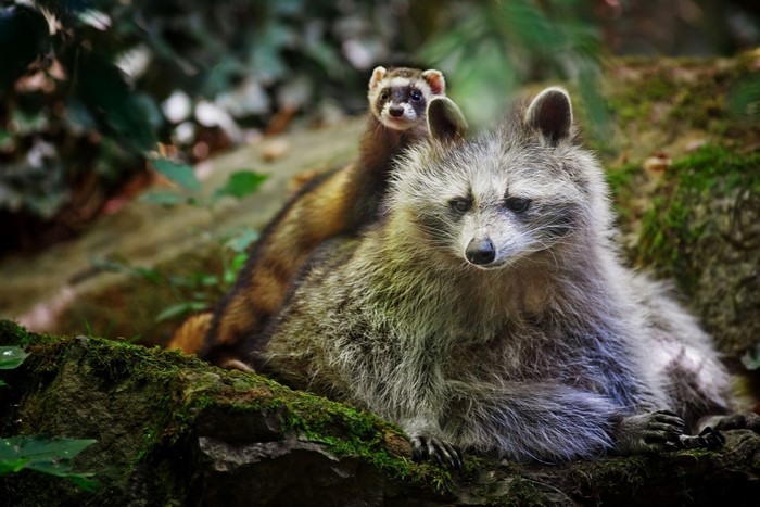 Raccoon and Ferret on Mossy Rocks