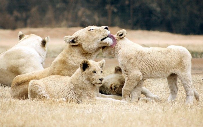 White lions grooming in dry grass