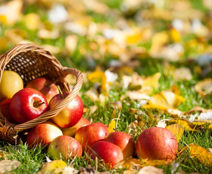 Apples spilling from a basket onto grass with autumn leaves