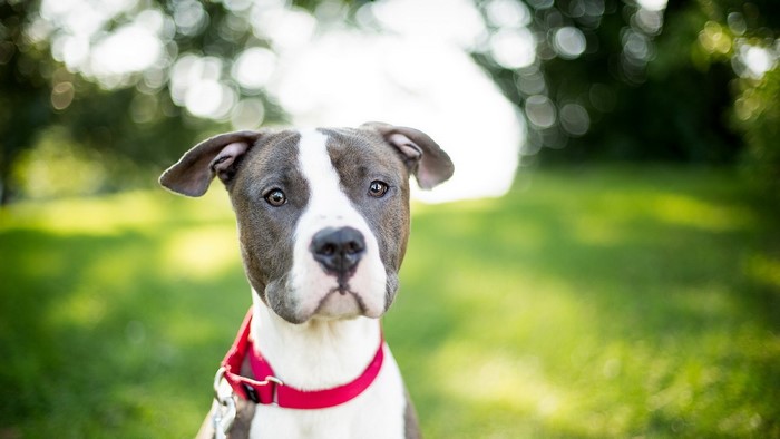 American Staffordshire Terrier wearing a red collar
