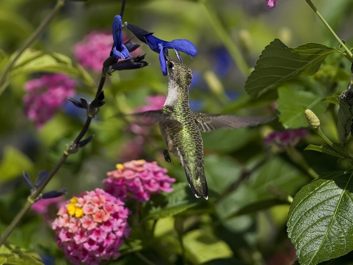 Hummingbird feeding on blue flower with pink flowers