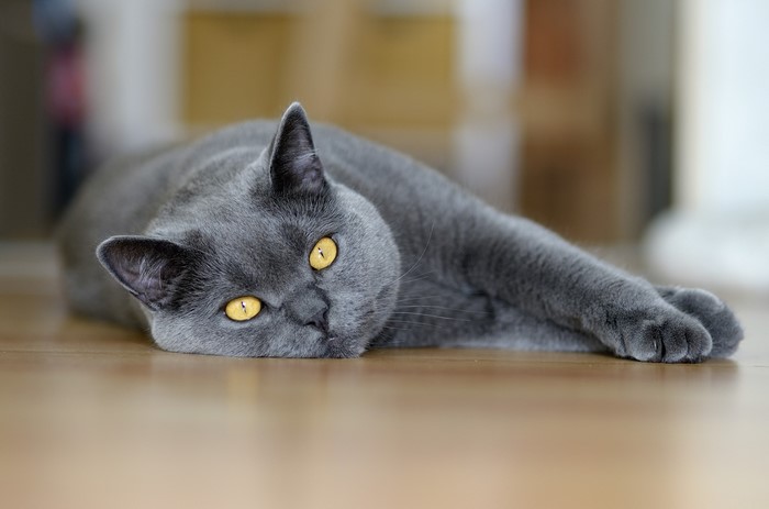 British Shorthair cat lying on the floor