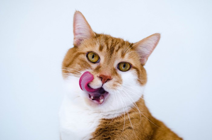 Orange tabby cat licking its nose