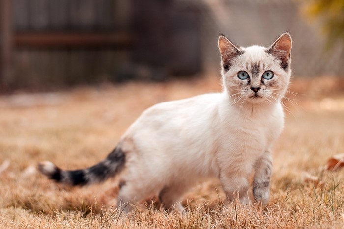 A Siamese kitten with blue eyes in dry grass