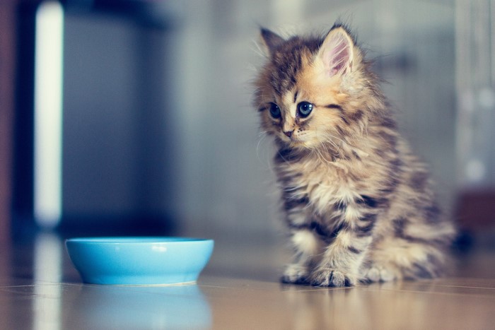 A fluffy kitten sits by a blue bowl