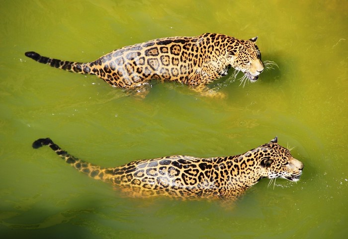 Two jaguars swimming in green water