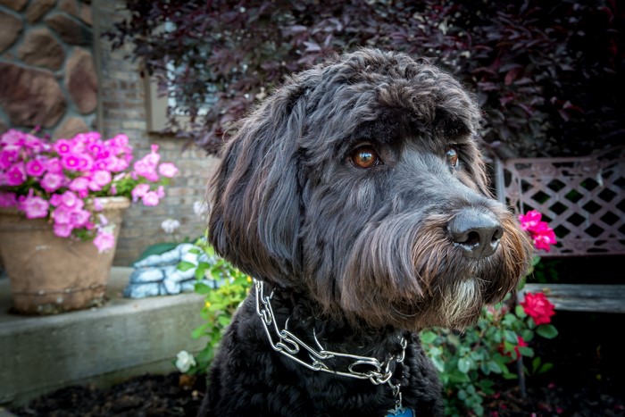 Black dog with chain collar in garden