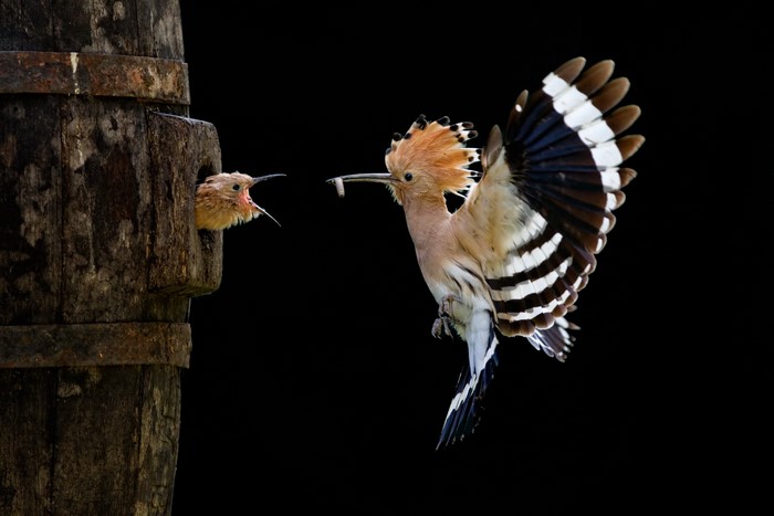 Hoopoe feeding chick in a wooden nest