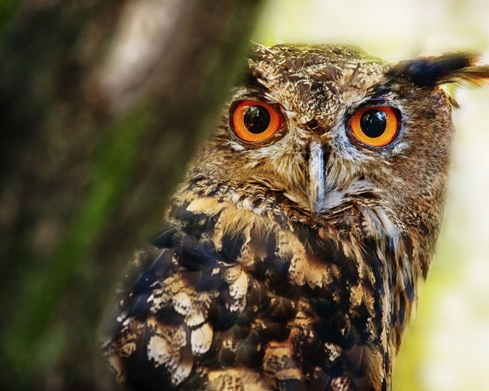 Close-up of a Great Horned Owl with bright orange eyes