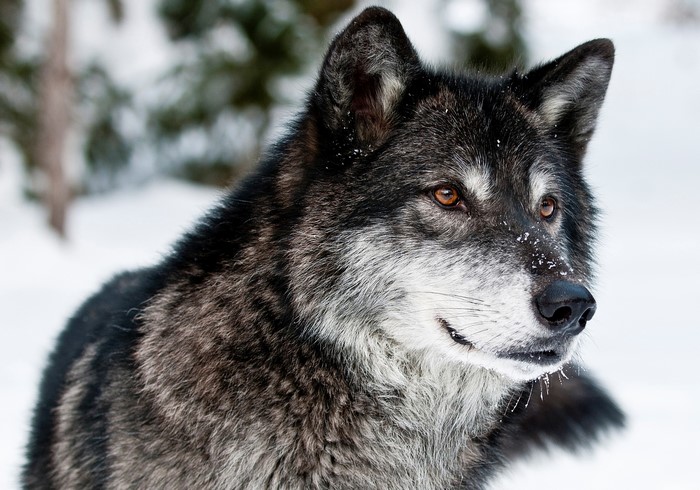 Close-up of a black wolf in the snow