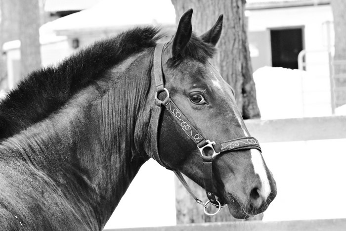 Black and white close-up of a horse's head