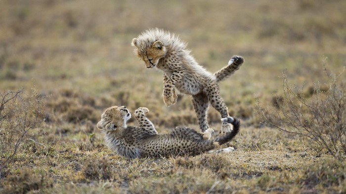 Two cheetah cubs playing in the savanna