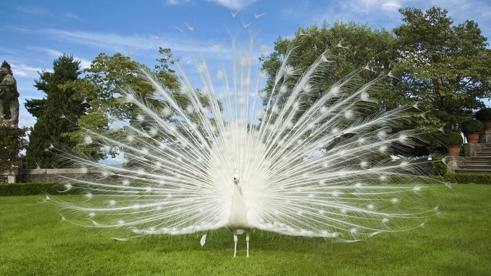 White Peacock displaying feathers in a garden