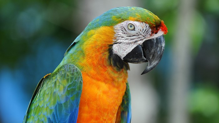 Close-up of a colorful macaw parrot