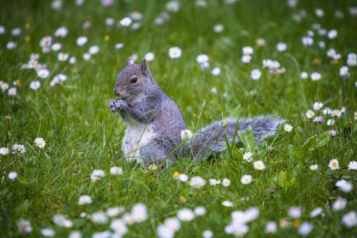 Squirrel eating in a field of daisies