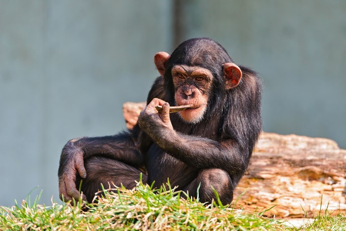 Chimpanzee sitting on grass and holding a stick