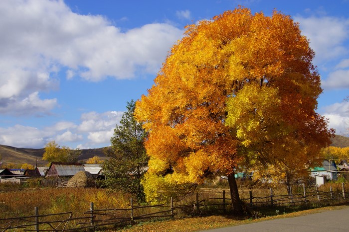 Autumn scene with a village and colorful trees