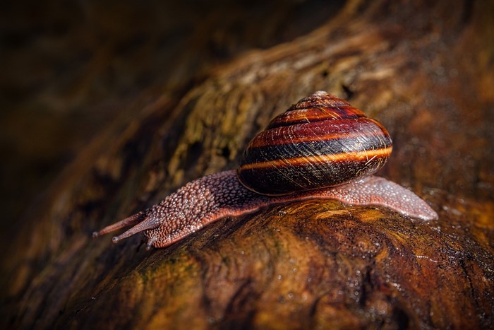 A snail with a striped shell on a textured surface