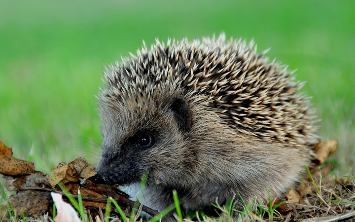 Hedgehog in grass with leaves