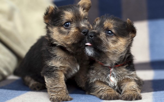 Two Yorkshire Terrier puppies playing