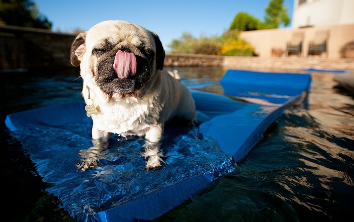 Pug licking its tongue on a blue float in a pool