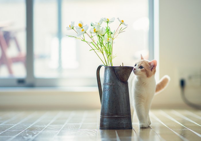Kitten sniffing flowers in a vase
